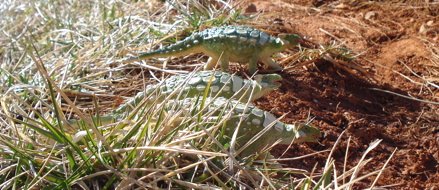 Carnegie Ankylosaurus, Dinosaur Toys