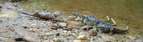 Carnegie Collection, Deinosuchus, Dinosaur Toys